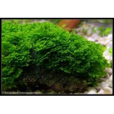 Attēlu rezultāti vaicājumam “Riccardia chamaedryfolia”