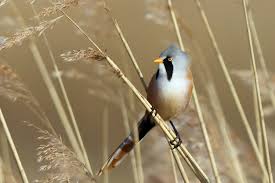 Attēlu rezultāti vaicājumam “Panurus biarmicus”