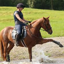 Image result for Chobham and District Riding Club