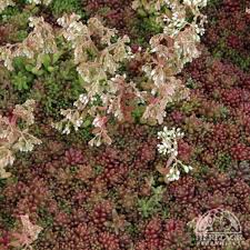 Image result for Sedum album `Coral Carpet`