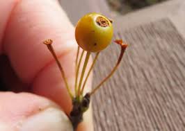 Attēlu rezultāti vaicājumam “Listera ovata fruit”