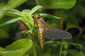 Attēlu rezultāti vaicājumam “Libellula fulva”