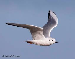 Image result for Chroicocephalus philadelphia