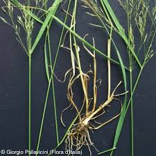 Attēlu rezultāti vaicājumam “Agrostis stolonifera subsp. straminea”