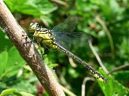 Attēlu rezultāti vaicājumam “Gomphus flavipes”