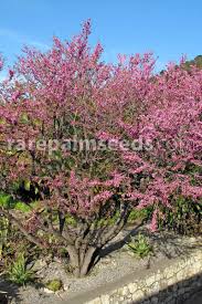 Attēlu rezultāti vaicājumam “Cercis siliquastrum”