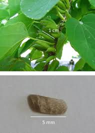 Attēlu rezultāti vaicājumam “Cercidiphyllum japonicum fruit”