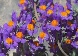 Attēlu rezultāti vaicājumam “Trichia alpina young”