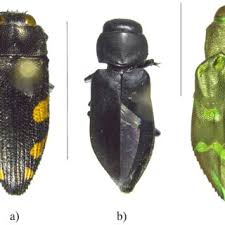 Attēlu rezultāti vaicājumam “Tetratoma fungorum”