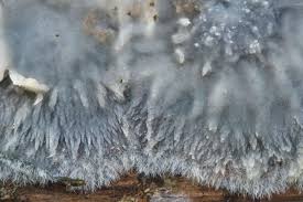 Attēlu rezultāti vaicājumam “Radulomyces confluens”