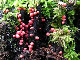 Attēlu rezultāti vaicājumam “Lycogala irregulare”