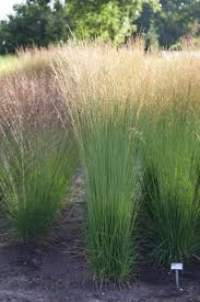 Attēlu rezultāti vaicājumam “Molinia caerulea”