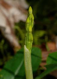 Attēlu rezultāti vaicājumam “Corallorhiza trifida fruit”