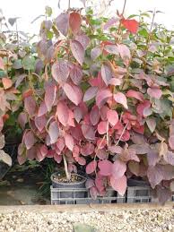 Attēlu rezultāti vaicājumam “Viburnum lantana”