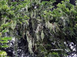 Attēlu rezultāti vaicājumam “Evernia divaricata”