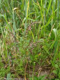 Attēlu rezultāti vaicājumam “Odontites vulgaris fruit”