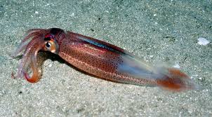 Attēlu rezultāti vaicājumam “Colloderma sp.”