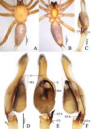 Attēlu rezultāti vaicājumam “Cheiracanthium sp. male”