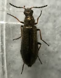 Attēlu rezultāti vaicājumam “Dasytes caeruleus imago”