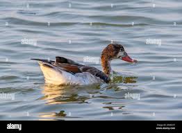 Attēlu rezultāti vaicājumam “Tadorna tadorna juvenile”