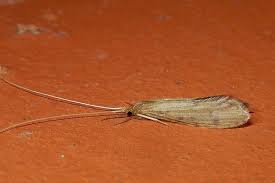 Attēlu rezultāti vaicājumam “Oecetis ochracea”