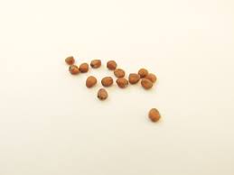 Image result for Radieschen