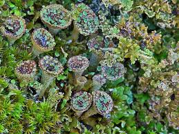Attēlu rezultāti vaicājumam “Cladonia pyxidata”
