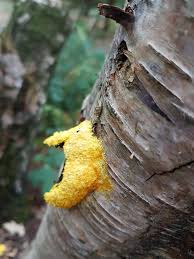 Attēlu rezultāti vaicājumam “Fuligo septica var. rosea young”