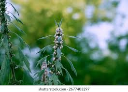 Attēlu rezultāti vaicājumam “Leonurus quinquelobatus flower”