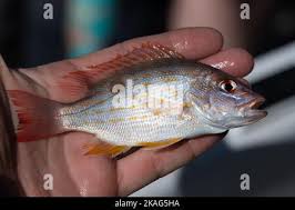 Image result for Lutjanus synagris