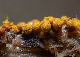 Attēlu rezultāti vaicājumam “Siphoptychium violaceum young”