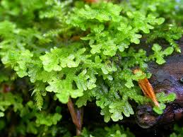 Attēlu rezultāti vaicājumam “Trichocolea tomentella sporophyte”