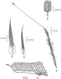 Attēlu rezultāti vaicājumam “Polytrichum commune var. perigoniale”
