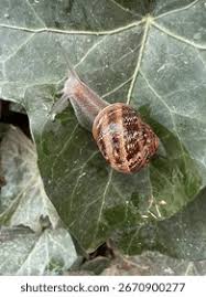 Attēlu rezultāti vaicājumam “Helicidae”