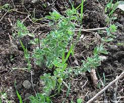 Image result for Origanum majorana