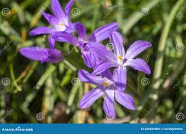 Attēlu rezultāti vaicājumam “Scilla luciliae”