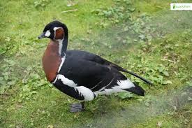 Attēlu rezultāti vaicājumam “Branta ruficollis adult”