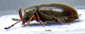 Attēlu rezultāti vaicājumam “Ptinus sp. male”