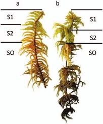 Attēlu rezultāti vaicājumam “Hylocomium splendens sporophyte”