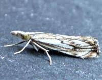 Attēlu rezultāti vaicājumam “Catoptria falsella”