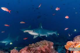 Image result for Sphyrna lewini