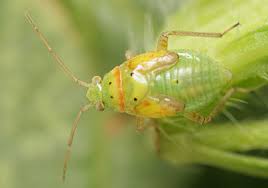 Attēlu rezultāti vaicājumam “Lygus nymph nymph”