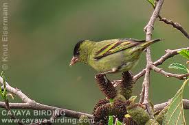 Attēlu rezultāti vaicājumam “Fringillidae”