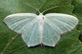 Attēlu rezultāti vaicājumam “Jodis putata”