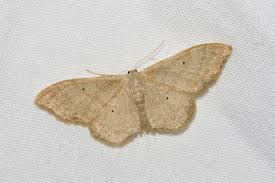 Attēlu rezultāti vaicājumam “Idaea straminata”