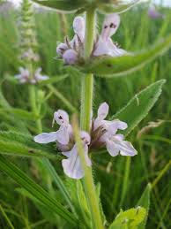 Attēlu rezultāti vaicājumam “Stachys palustris”