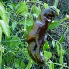 Afbeeldingsresultaat voor aji panca hot pepper