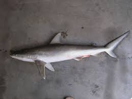 Image result for Carcharhinus acronotus