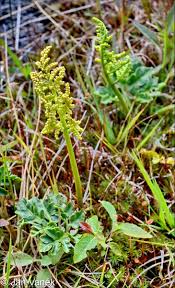 Attēlu rezultāti vaicājumam “Botrychium multifidum”
