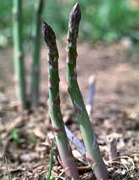 Attēlu rezultāti vaicājumam “Asparagus officinalis”